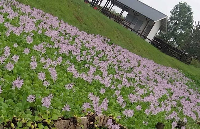 Koffiemama Tree B&B - Photo 7