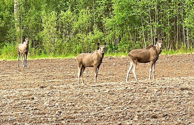 4 Person Holiday Home in Molkom-by Traum - Foto 14