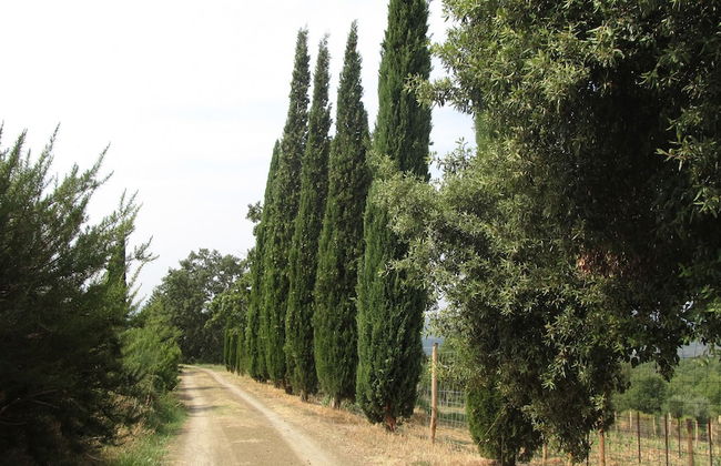 Podere Campovecchio - Foto 33