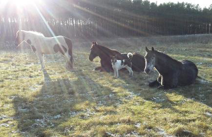 Agroturystyka Polana Harmonii - Foto 28