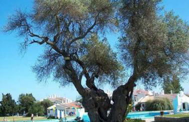 Pedras D'el Rei - Relax Estúdio - Foto 37