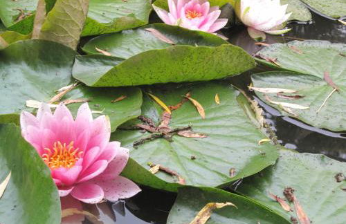 Gästehaus Wildgehege - Foto 30