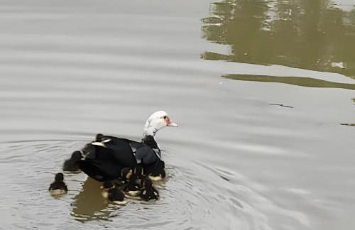 Cabana Pequeno Bosque som dás Águas - Foto 56