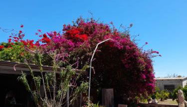 Su Giardinu - Foto 3, Garden