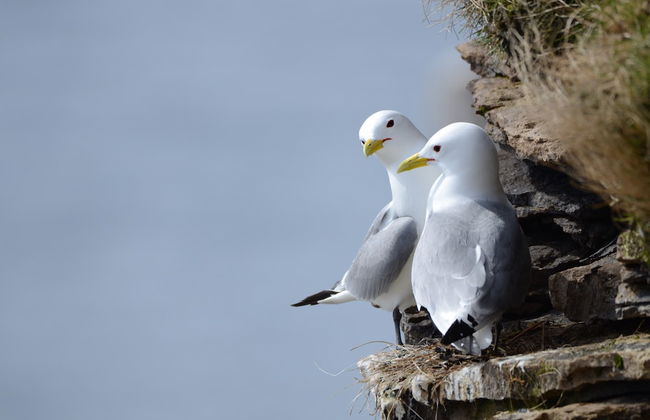Ekker Island Arctic Lodge - Photo 54
