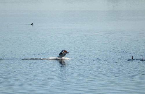 Lakefront Hideaway - Foto 14