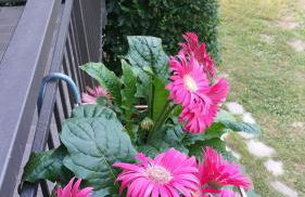 romagnoli family cottage - Foto 8