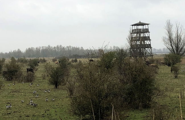 Water Villa in Ooltgensplaat Near Volkerak - Photo 42