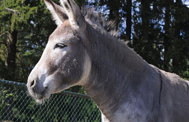Chalet in Gerolstein Forest Holiday Park - Foto 10