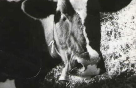 Masia Can Constans - Foto 61