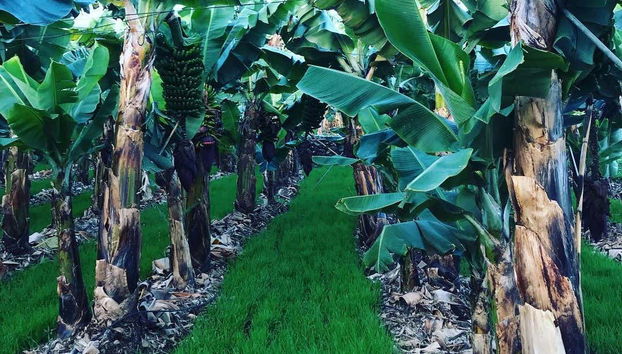 Visit to a Banana Plantation in La Orotava - Photo 3