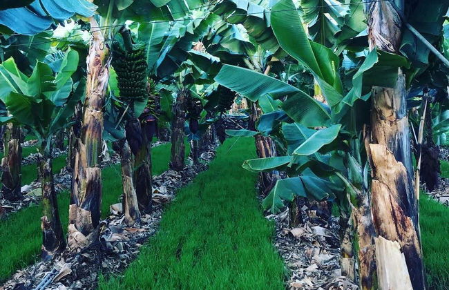 Visita a una finca de plátanos de La Orotava - Foto 3