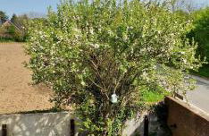 Ferienwohnung „Appelboom“ - Hof Mühlenkoppel - Foto 55