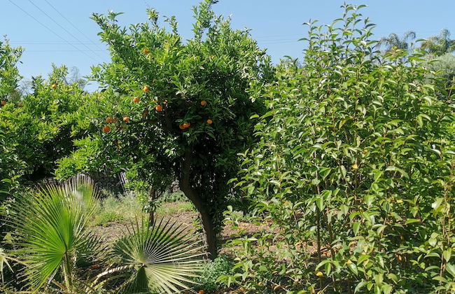 La Fattoria dei Nonni Resort dell'Etna - Foto 42