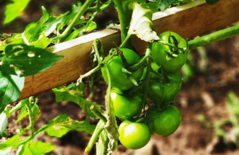 Finca El Trazo - Foto 46