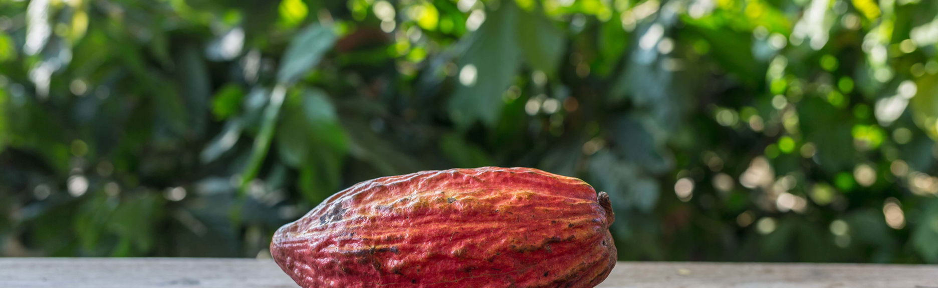 Day Trip to a Cocoa Farm