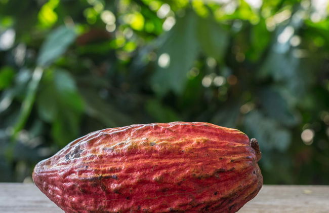 Day Trip to a Cocoa Farm - Photo 8