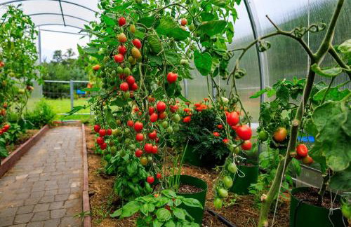 Zielona Zagroda Agnieszka Połeć - Foto 19