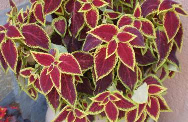 Telis Apartments One - Foto 25