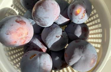 Rare 3BR House - Boise's Historic Geothermal Corridor - Foto 43