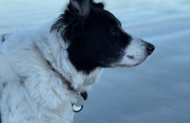 Luxury three bedroom coastal cottage - Foto 33