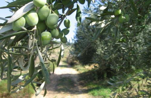 Agriturismo Il Drago - Foto 51