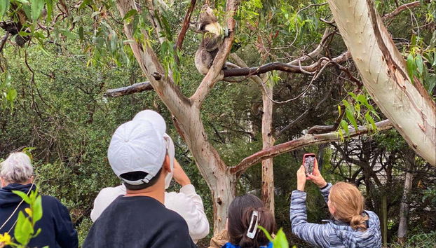 Admirando a un ejemplar de koala