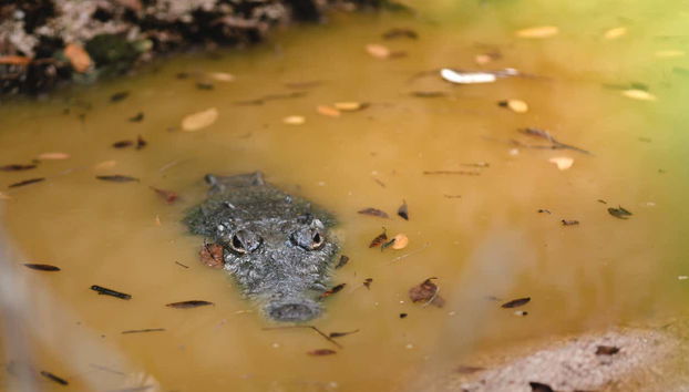 Disfrutando de los cocodrilos