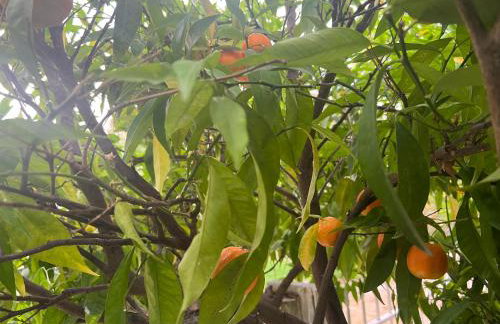 Sea & Sun Retreat - Photo 66