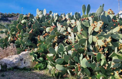 Casa Franca a Marzamemi - Foto 42