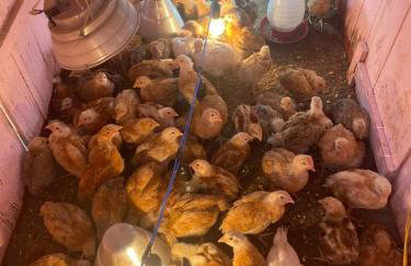 Sítio da Cachoeira Atibaia - Foto 3