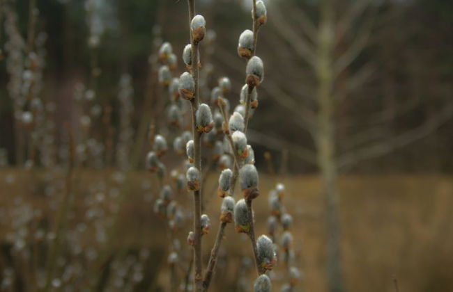 Agrousadba Pushchanskiy Ugolok - Foto 8