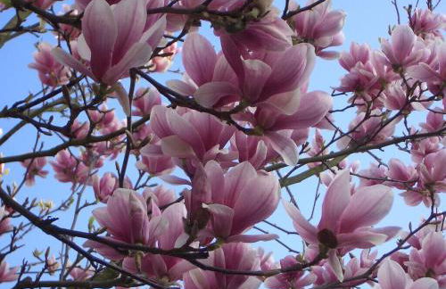 Holiday Apartment Magnolia - Foto 67