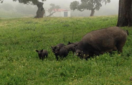 Casa Rural Monterrey Aroche - Foto 31
