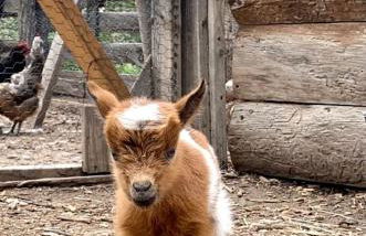 Artistic Garden Casita on Organic Farm in New Mexico - Foto 31