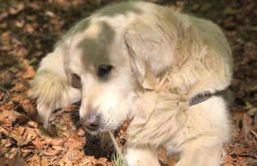 Maison du Midi, 2 Gîtes de charme - Foto 12