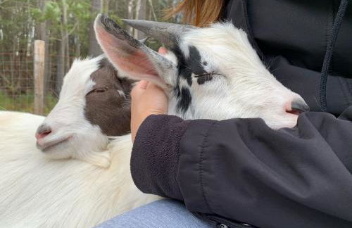 Catskills Aframe, Water View, Goat Sanctuary - Foto 37
