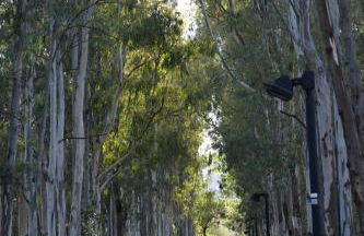 Is candelaus - Foto 29