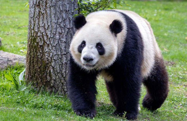 Zoo Aquarium Madrid - Foto 2