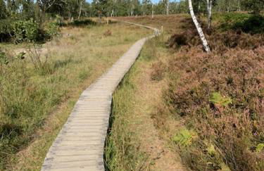 Zum hohen Venn - Foto 33