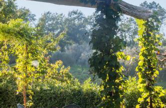 Fattoria Montignana - Foto 26