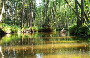 Kranichnest - Foto 14