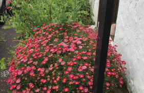 Finca Casa Madera 2 - Foto 30