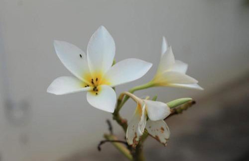 Chalé Toca do Vento com Ar Condicionado, Centro, Cavalcante - Foto 25