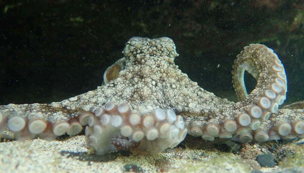 Pulpo nocturno de Porto Santo