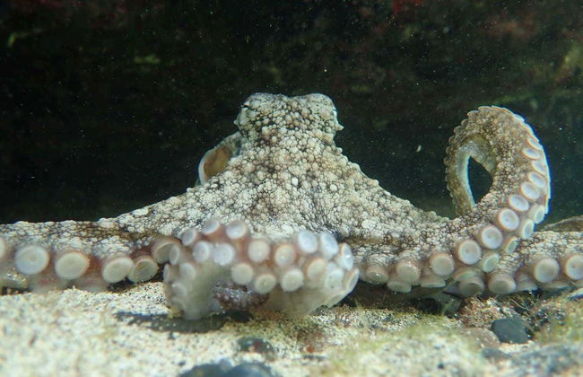 Porto dos Frades Night Snorkelling - Foto 2