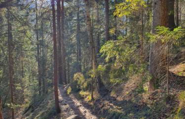 Ferienhaus Sonnengelb im Herzen des Schwarzwaldes - Foto 28