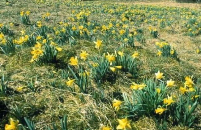 Holiday Home Altes Zollhaus No. 19 - Foto 14