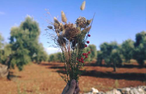 Masseria Pezze Galere Piscina privata - Foto 63