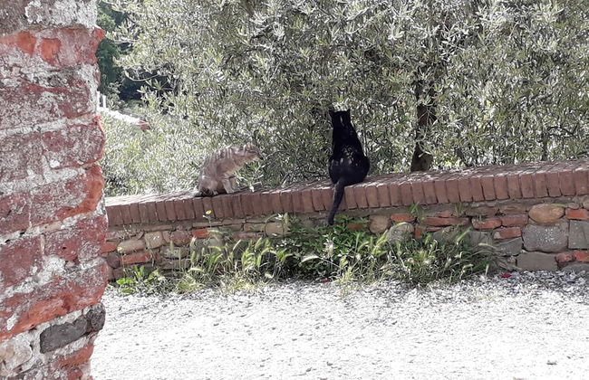 Antica Casa dei Rassicurati - Foto 26